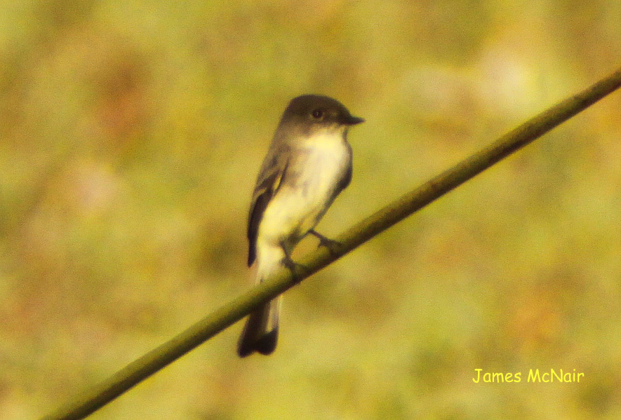 Eastern Phoebe