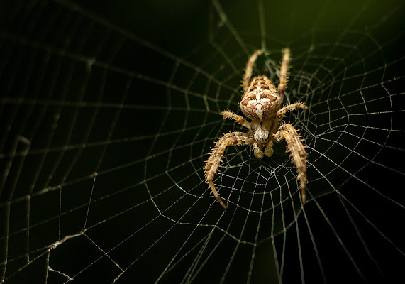 Into the net... di Giovanni Coste