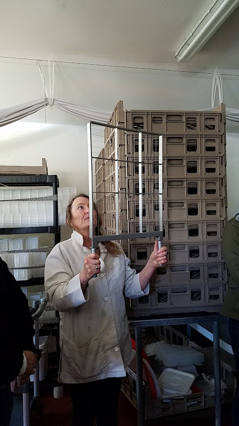 Artisan Cheese Festival tour 2018, a visit with owner Lisa Gottreich of Bohemian Creamery showing us and telling us the story behind the scenes of an artisan cheesemaker. Here you see the curd cutter she uses to cut the curds from the whey