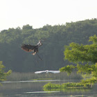 Great Blue Heron