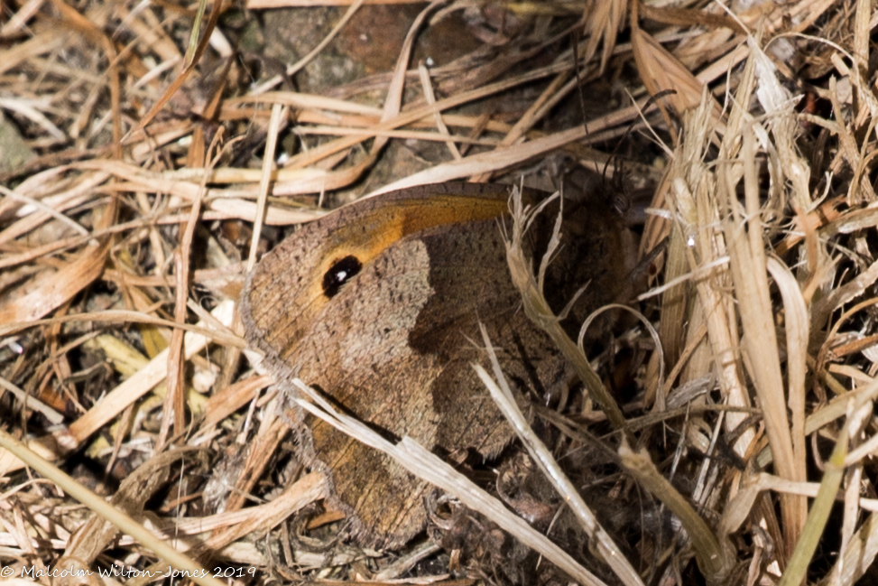 Meadow Brown