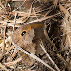 Meadow Brown