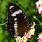 Great Eggfly or Blue Moon Butterfly ♂