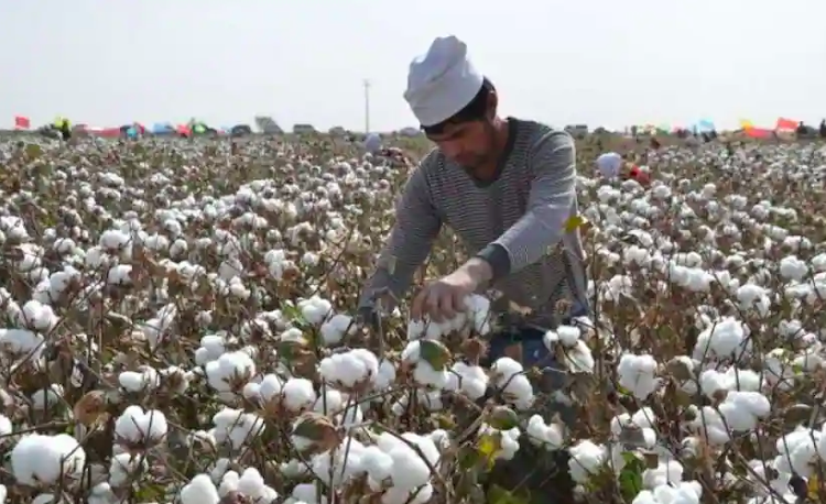 Workers pick cotton in a field in Alar, northwest China's Xinjiang Uygur region.