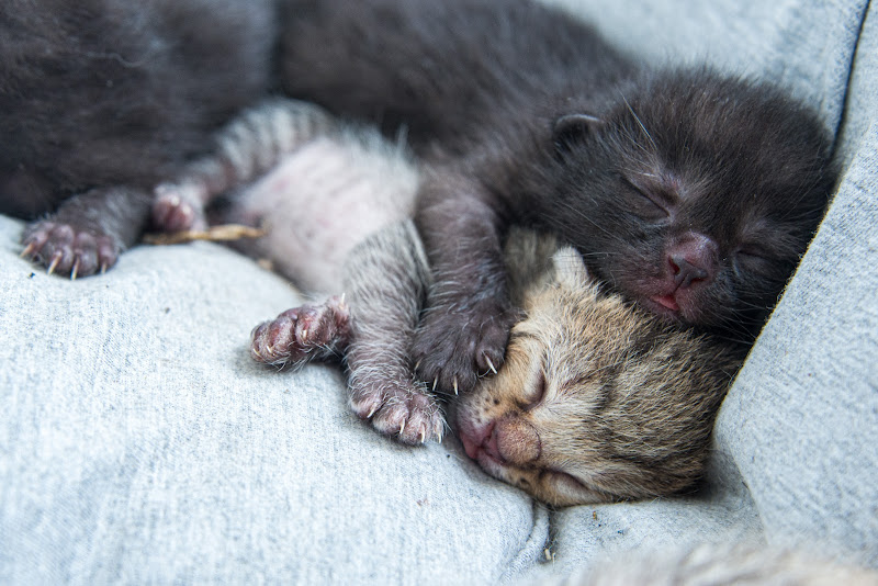 Fratelli di sonno di Pino Cappellano