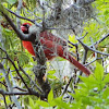 Northern Cardinal