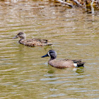 Blue Winged Teal