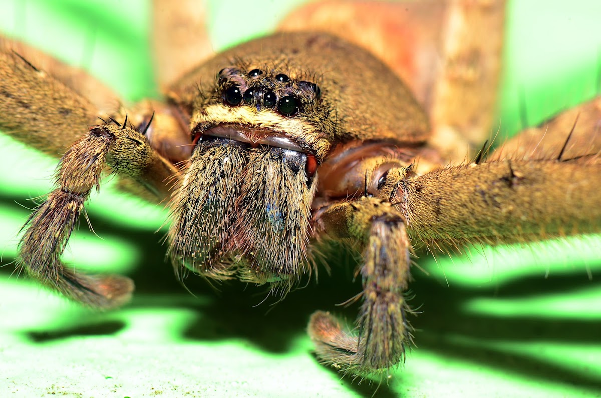 Huntsman spider