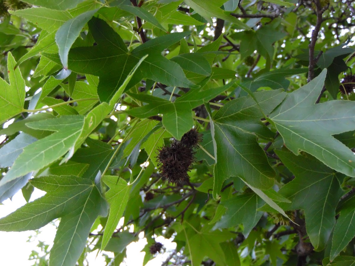 American Sweetgum