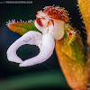 Ligeophila flower