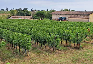 Vineyard 4