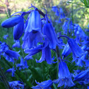 Common bluebells