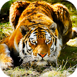 Cover Image of Download Tiger Live Wallpaper (Wallpapers & Backgrounds) 10.0 APK