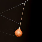 Ray Spider Egg Sac