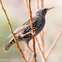 Starling; Estornino Pinto