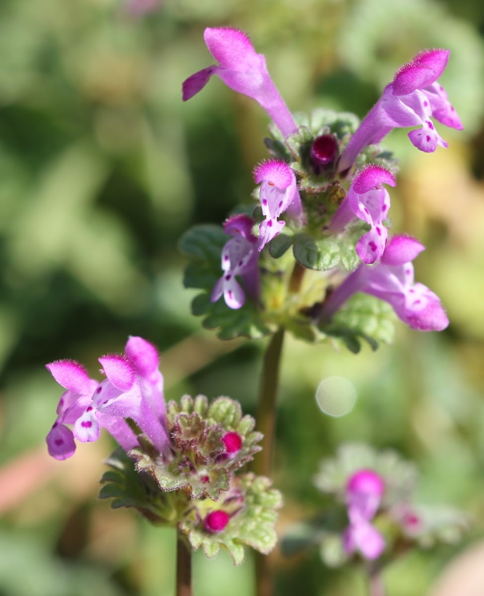 Henbit