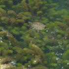 Western Pond Turtle