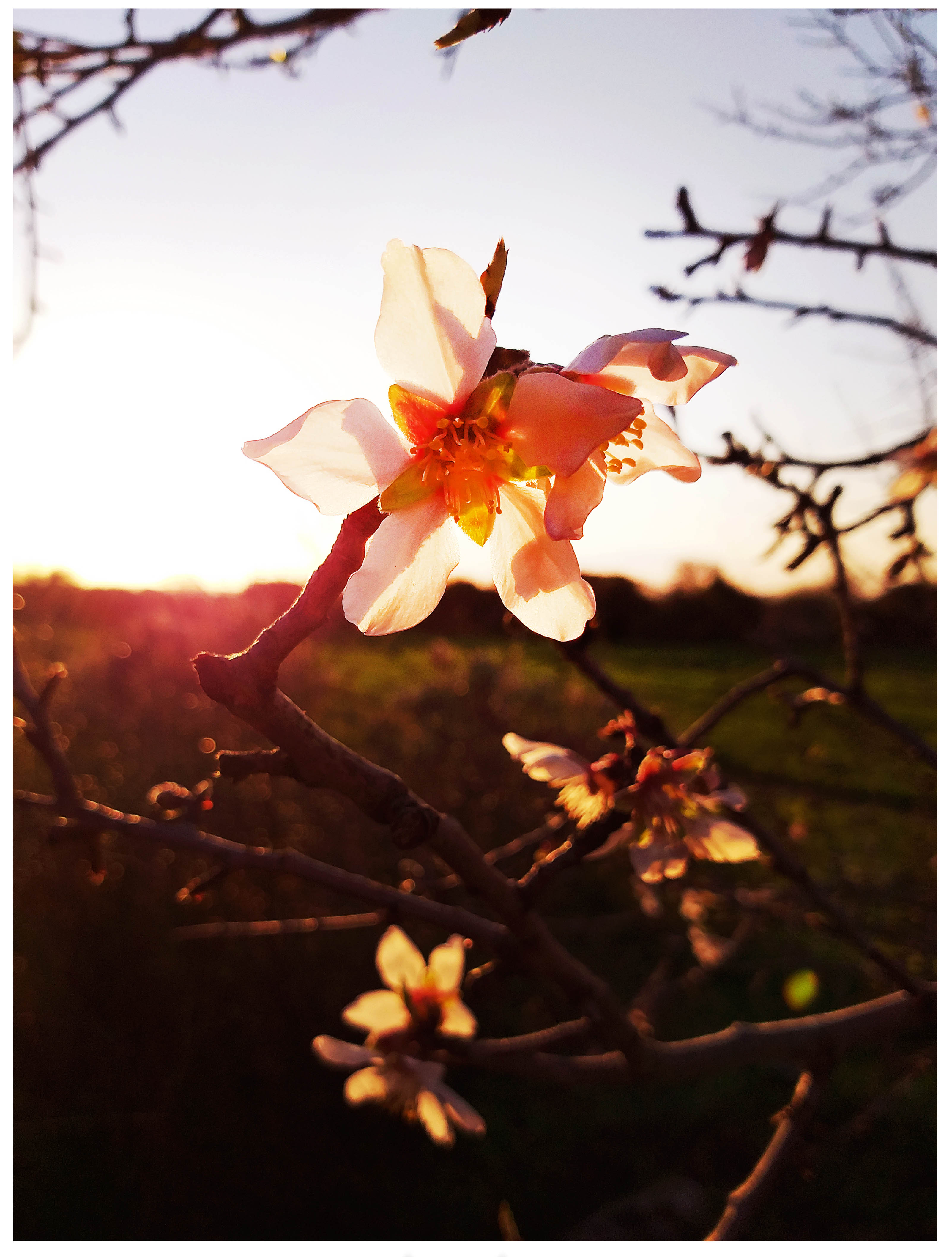 ASPETTANDO LA PRIMAVERA E LE SUE LUCI di sara_spanu