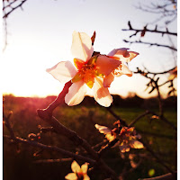 ASPETTANDO LA PRIMAVERA E LE SUE LUCI di 