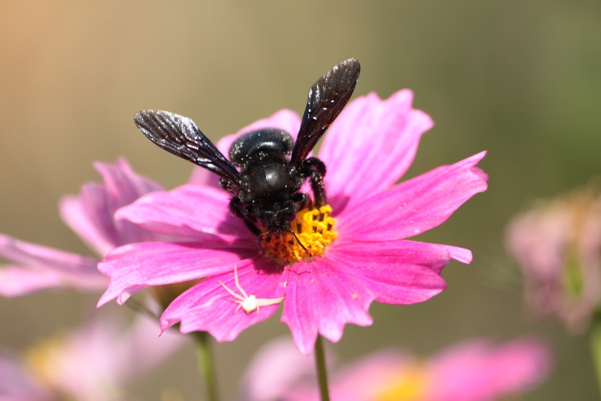 Violet carpenter bee