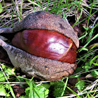 California Buckeye