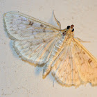 Bold-feathered Grass Moth