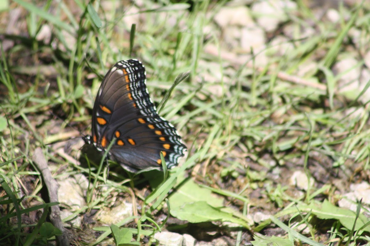 Pipevine Butterfly