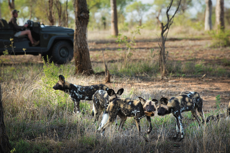 African wild dogs.