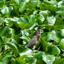 Striated Heron