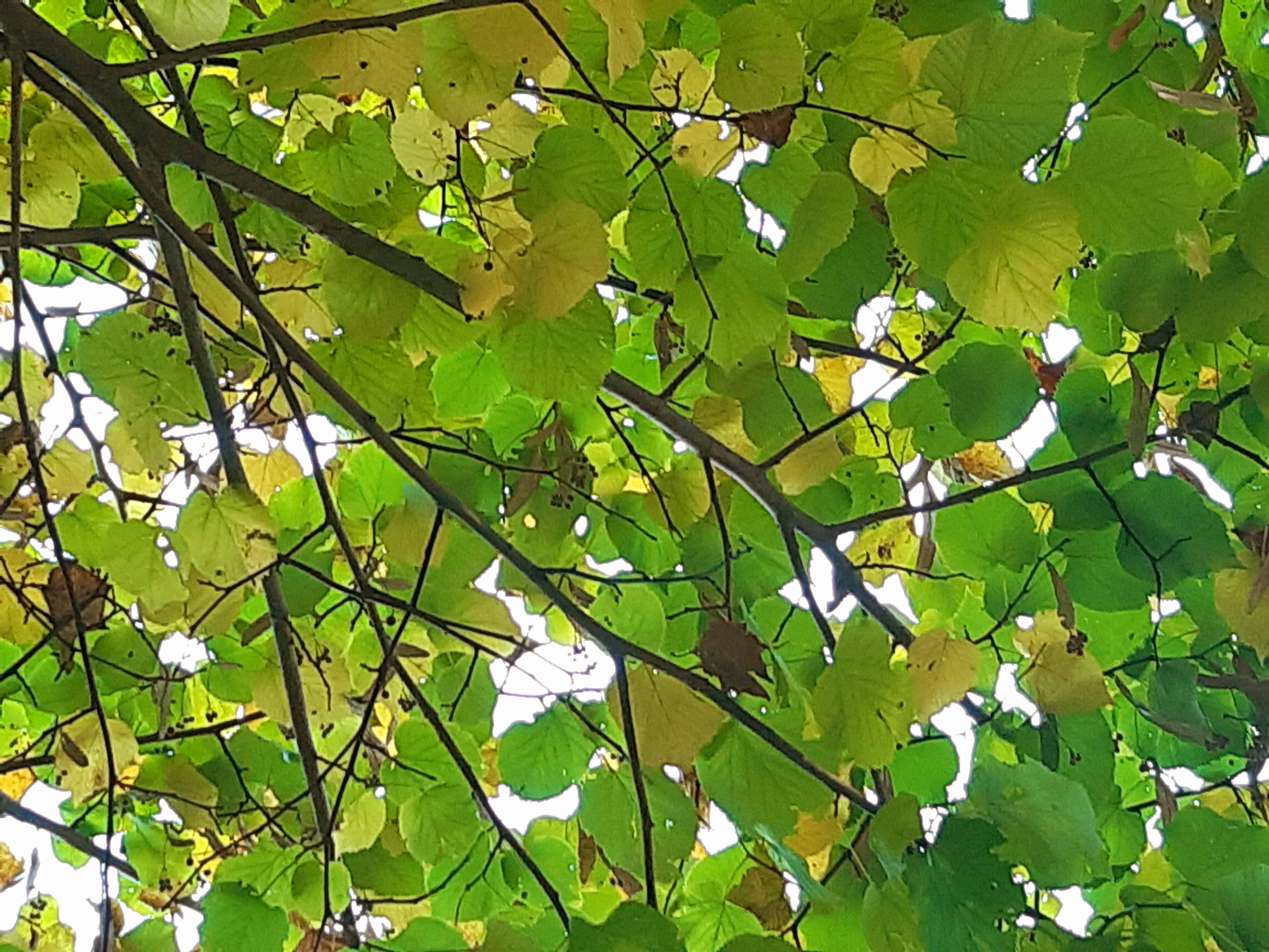 Cielo di foglie di Agnus_ge