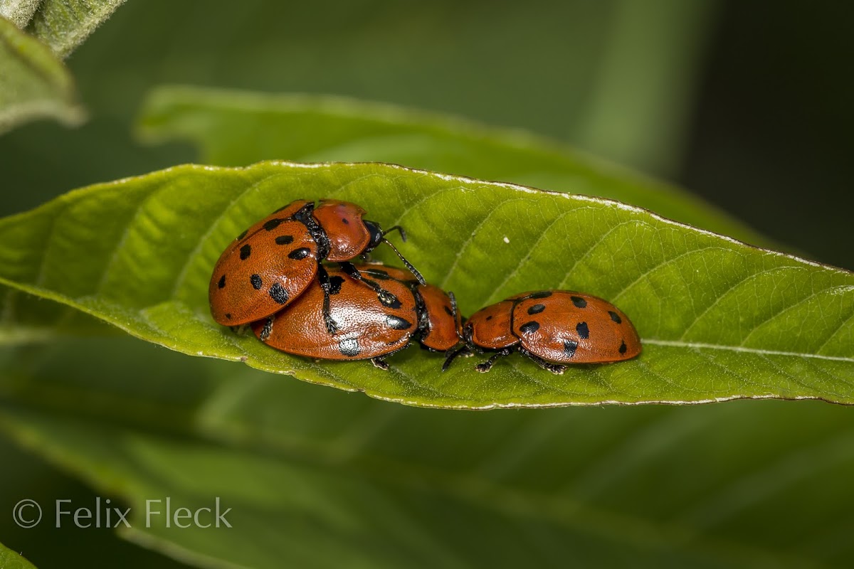 Tortoise Beetle