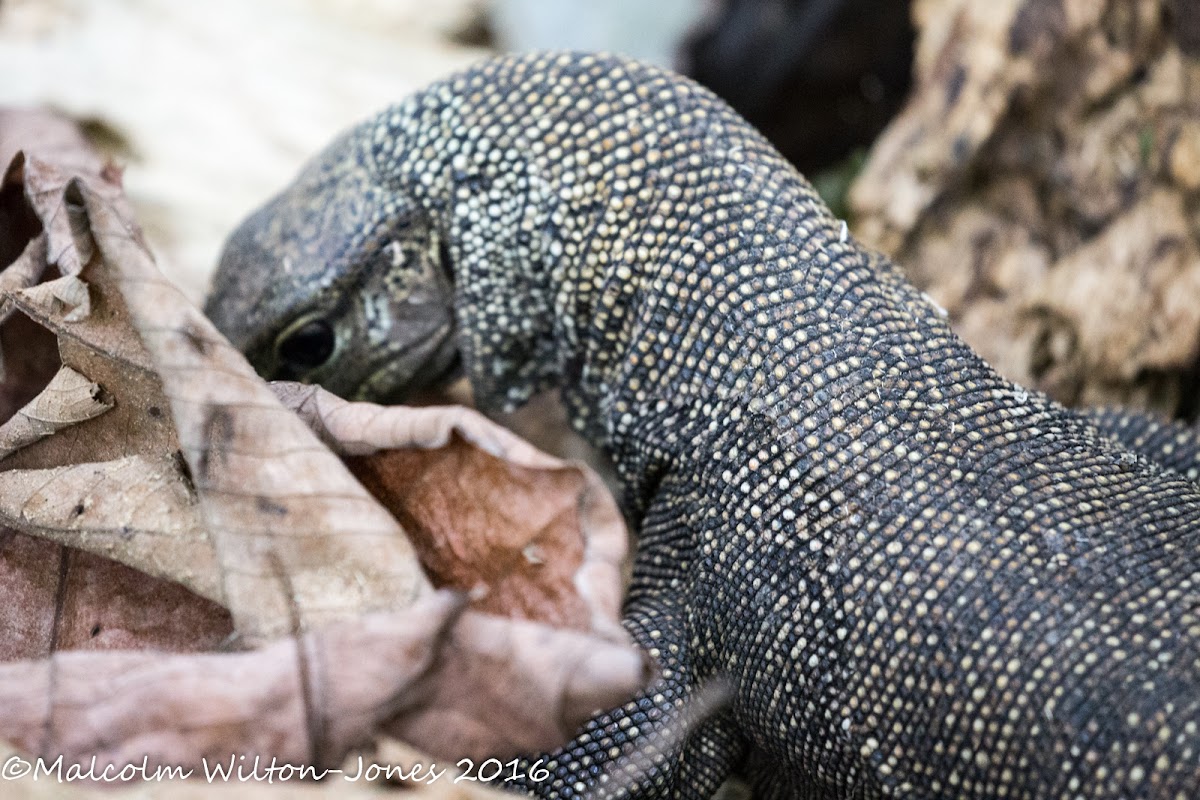 Malayan Water Monitor