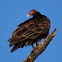 Turkey Vultures (Eating a dead White-tailed Deer)