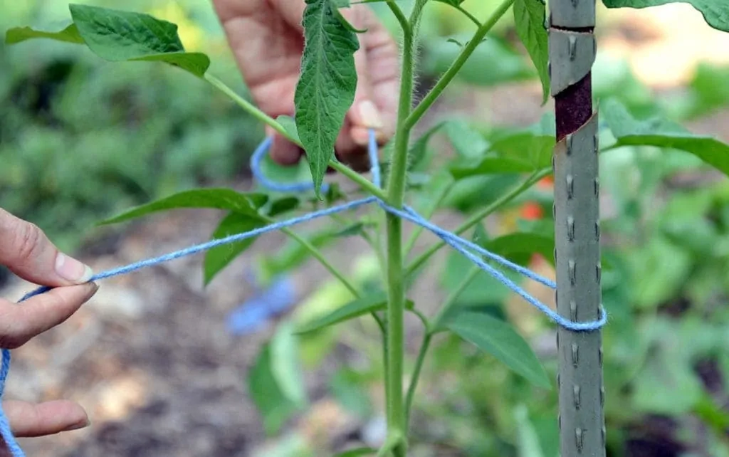 On Pepper Seedlings