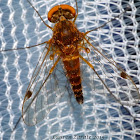 Orange Snipe Fly