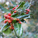 American holly