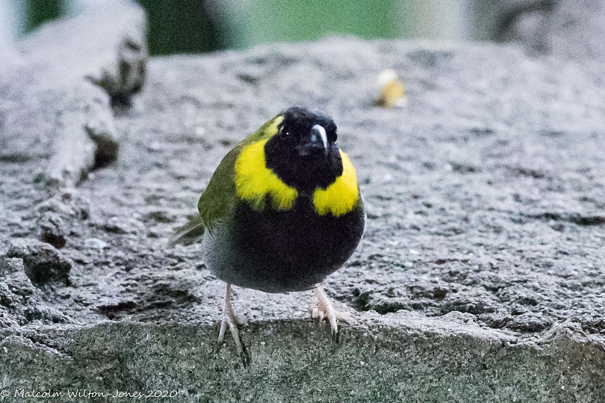 Cuban Grassquit