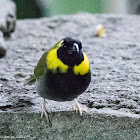 Cuban Grassquit