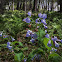 Virginia Bluebells