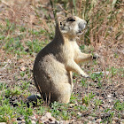 White-tailed prairie dog