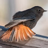 Black Redstart