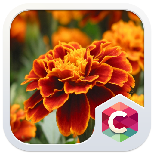 Orange Flower CLauncher Theme 個人化 App LOGO-APP開箱王