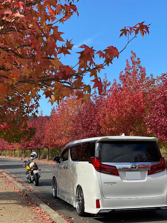 アルファードのお出かけ・アルファード30後期・ドライブ・紅葉・紅葉と愛車に関するカスタム事例の投稿画像4枚目