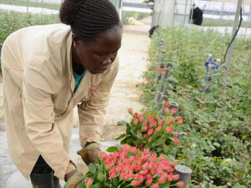 Workers of Naivasha-based Van-Den-Berg Roses prepare roses for the EU market.