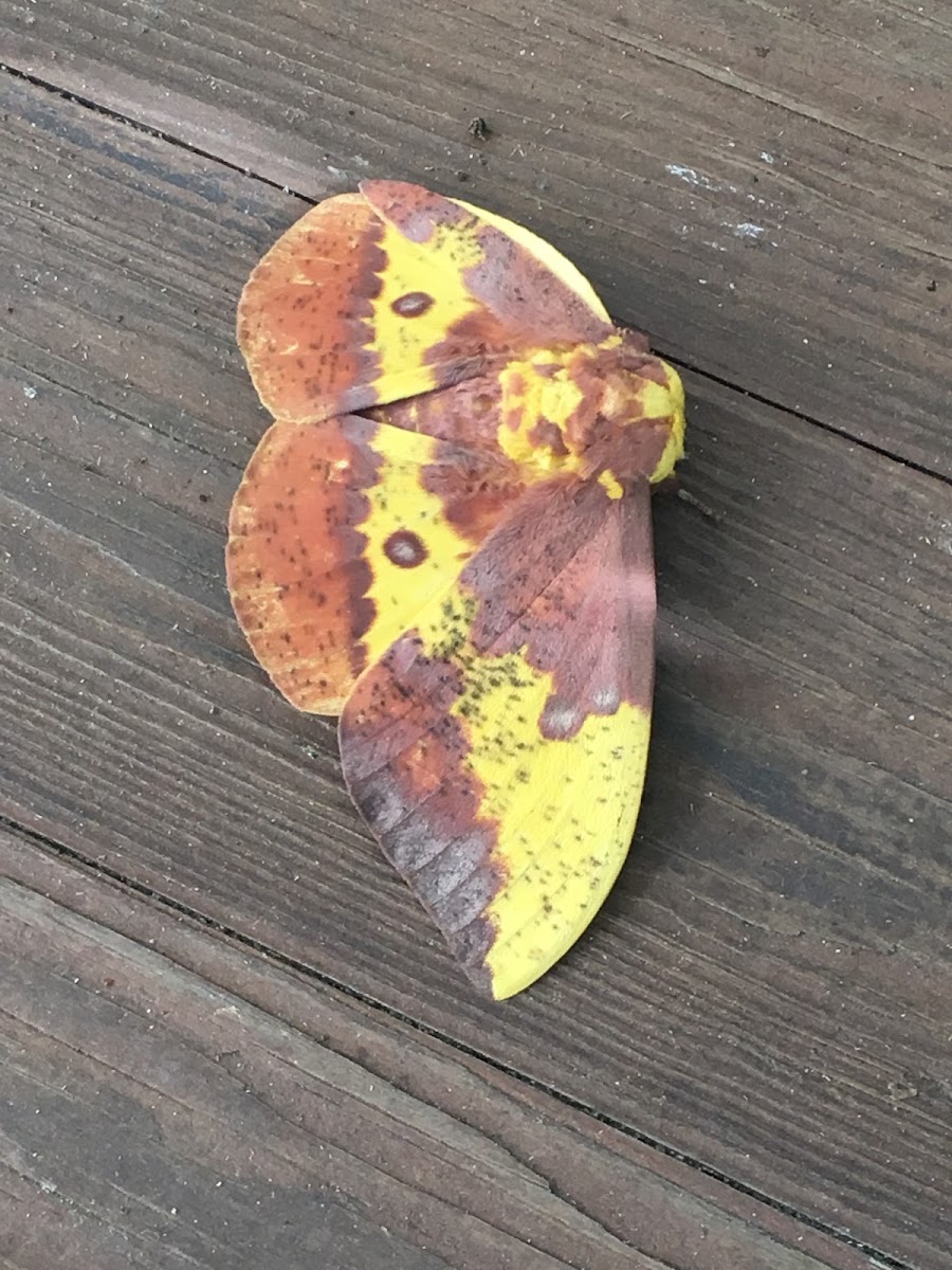 Imperial moth