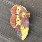 Imperial moth