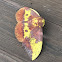 Imperial moth