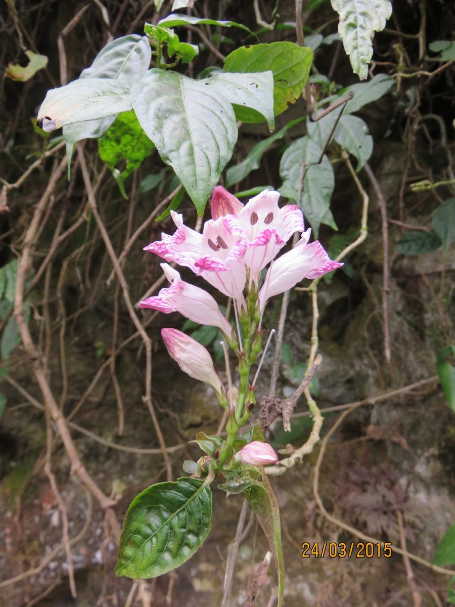 Pink Flower