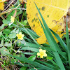 Creeping Wood-Sorrel