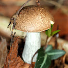 Leccinum Mushroom